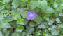 Grote maagdenpalm - Vinca major bio
