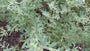 Absintalsem - Artemisia absinthium