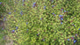 Biologisch Loodkruid - Ceratostigma plumbaginoides