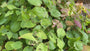 Elfenbloem (Creme / Geel) - Epimedium x versicolor 'Sulphureum'