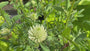 Klaver - Trifolium ochroleucon