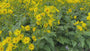 Zonnekroon - Silphium perfoliatum