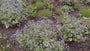 Kaukasische vergeet mij niet - Brunnera macrophylla 'Sea Heart'