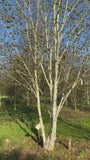 Witte Himalaya berk (Meerstammig) - Betula utilis jacquemontii