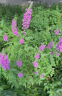 Grote kattenstaart - Lythrum salicaria