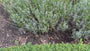 Biologische Lavendel Blauw - Lavandula Dwarf Blue