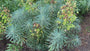 Wolfsmelk - Euphorbia characias