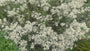 Witte knoop - Anaphalis triplinervis (Siberisch edelweiss)