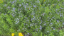 Blauwe ster - Amsonia tabernaemontana