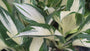 Hartlelie - Hosta 'Fire and Ice'