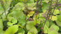 Kruiskruid - Ligularia stenocephala 'The Rocket'