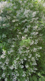 Bruidsbloem - Deutzia gracilis 'Nikko'