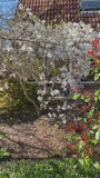 Stermagnolia (Wit) Struik vorm - Magnolia stellata