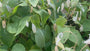 Wilde judaspenning - Lunaria rediviva