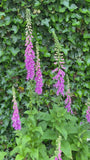 Gewoon Vingerhoedskruid - Digitalis purpurea