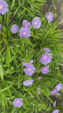 Korenbloemaster - Stokesia laevis