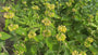 Biologisch Brandkruid (Geel) - Phlomis russeliana