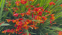 Montbretia - Crocosmia 'Carmine Brilliant'