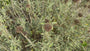 Brandkruid - Phlomis fruticosa