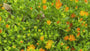 IJsbloem (Oranje) - Delosperma cooperi