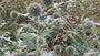 Kogeldistel - Echinops bannaticus 'Taplow Blue'