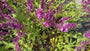 Salie (Rose) - Salvia x sylvestris 'Rose Queen'