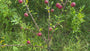 Appelboom - Malus domestica Elstar