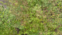 Biologisch Ruit - Thalictrum delavayi