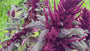 Kattenstaartamarant - Amaranthus caudatus