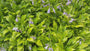 Hartlelie - Hosta 'Gold Standard'