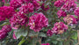 Hortensia - Hydrangea macrophylla 'Masja'