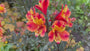 Peruviaanse lelie - Alstroemeria Ligtu Hybrids