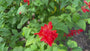 Salie - Salvia Splendens (Vuursalie)