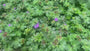 Ooievaarsbek - Geranium wlassovianum