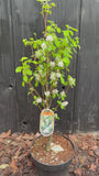Krentenboompje - Amelanchier alnifolia 'Obelisk'