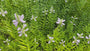 Scharnierbloem - Physostegia virginiana