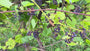 Biologisch Blauwe druif - Vitis 'Regent'