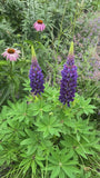 Lupine - Lupinus 'The Governor'