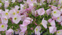 Teunisbloem (zacht roze) - Oenothera speciosa 'Siskiyou'