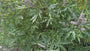 Monnikspeper - Vitex agnus castus