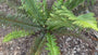 Naaldvaren (wintergroen) - Polystichum munitum