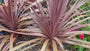 Rode koolpalm - Cordyline australis 'Red Star'
