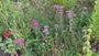 Biologisch Gewoon duizendblad - Achillea millefolium 'Cerise Queen'