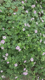 Ooievaarsbek - Geranium 'Dreamland'