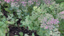 Vetkruid - Sedum spectabile 'Septemberglut'