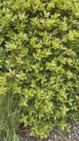 Bonte Schijnhulst - Osmanthus Heterophyllus 'Goshiki'