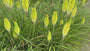 Vuurpijl (Geel wit) - Kniphofia 'Little Maid'