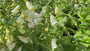 Biologisch Gewoon vingerhoedskruid - Digitalis purpurea 'Alba'