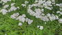 Gewoon duizendblad - Achillea millefolium