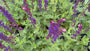 Biologische Salie (Paars) - Salvia Nemorosa Caradonna
